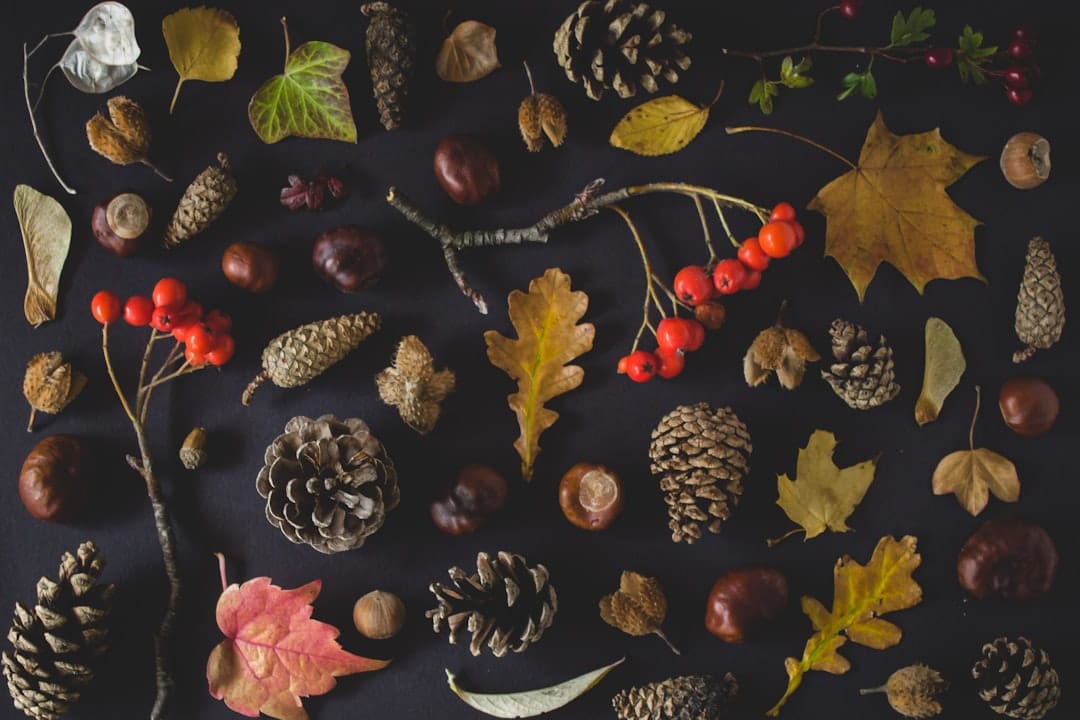 Exploring Fall Colour Trends and Black Friday 2025 Deals for Savvy Shoppers