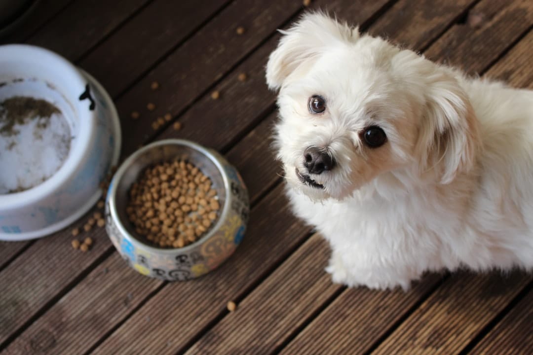 Smart Feeders for Pets: Discover Black Friday Discounts and Deals