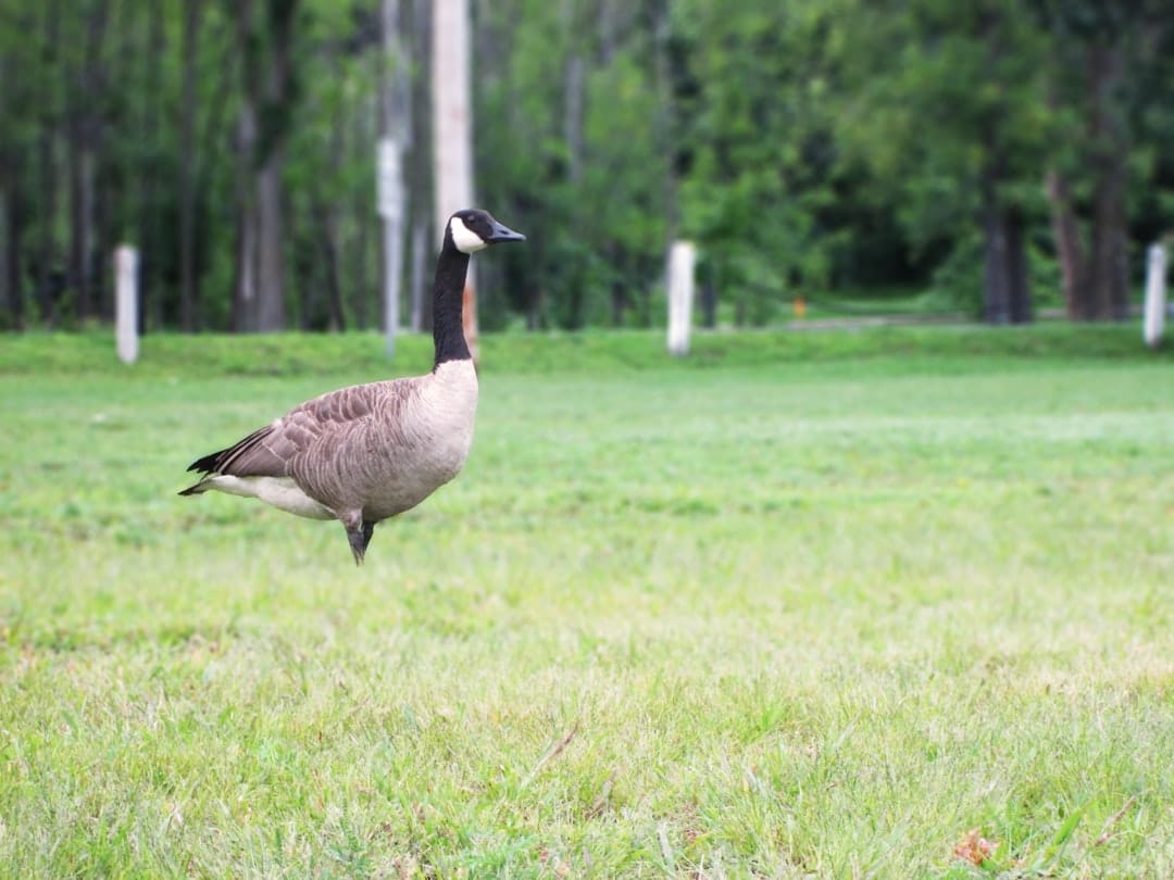 Canada Goose Parkas and Down Jackets Black Friday 2025 Deals at Bloomingdale's