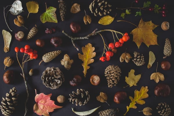 Exploring Fall Colour Trends and Black Friday 2025 Deals for Savvy Shoppers