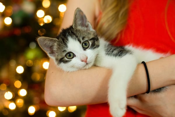 Your Guide to Pet Carrier Holiday Gifting and Black Friday Deals 2025