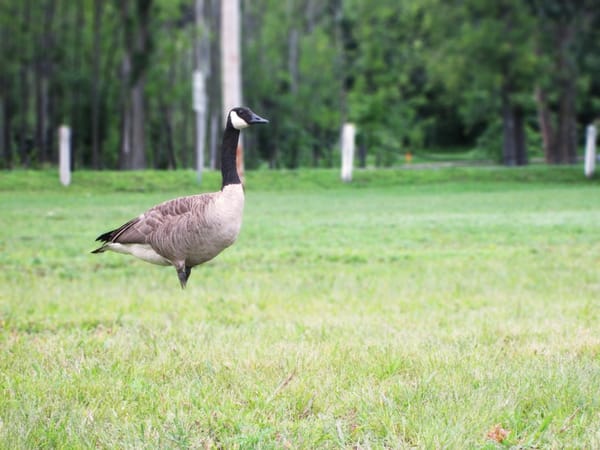 Canada Goose Parkas and Down Jackets Black Friday 2025 Deals at Bloomingdale's